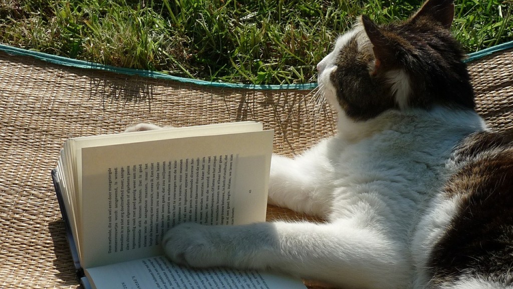 cat reading a book