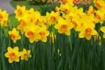 Marathon Daffodils on display at the Morse Institute in May 2015