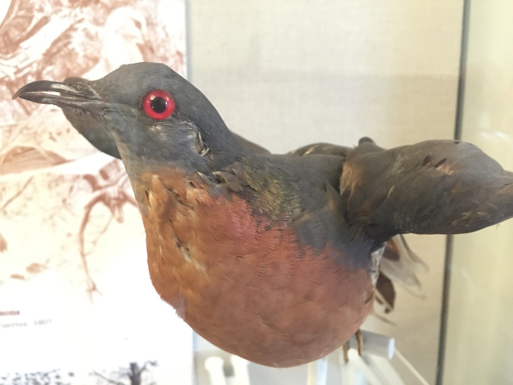 The Passenger Pigeon