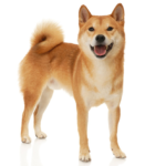 Shiba Inu dog looking at viewer