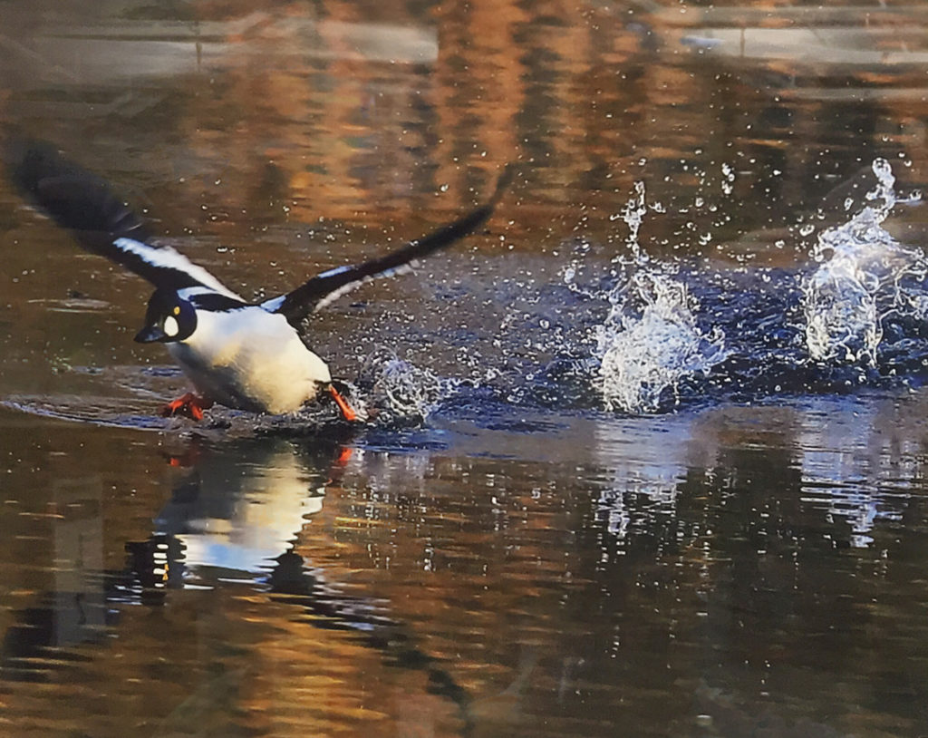 Duck taking flight photo by Bruce Hauck